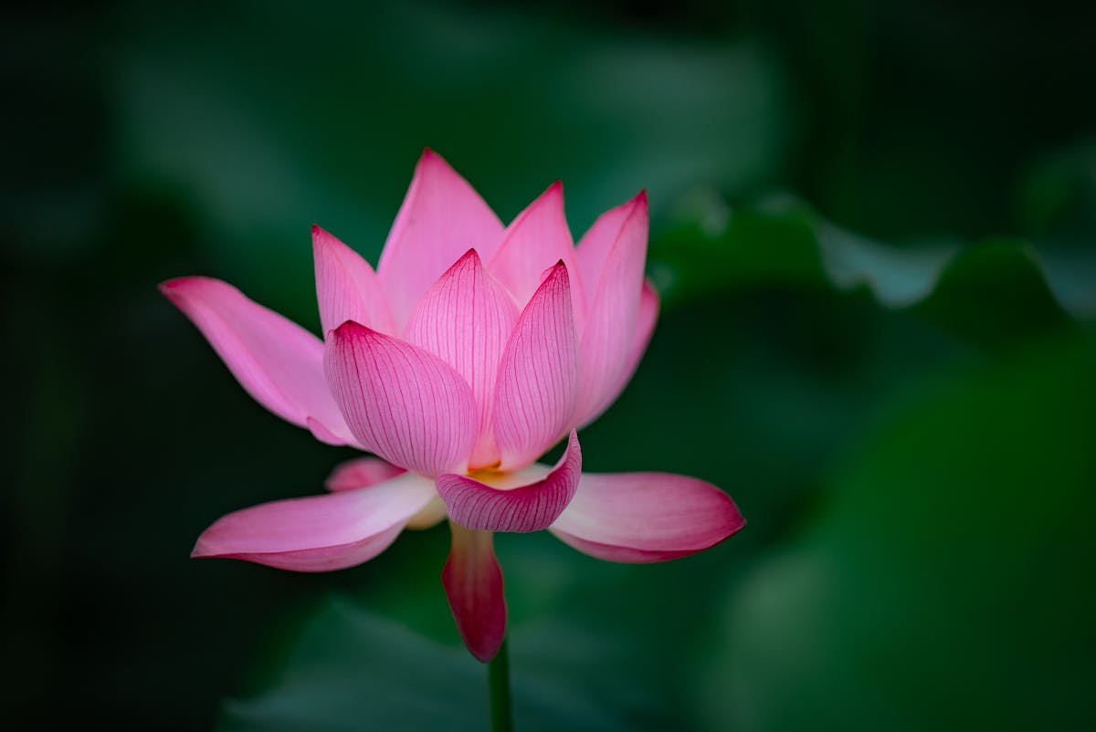 Wild Bloom — Libido & Vitality Tonic for Women in Midlife