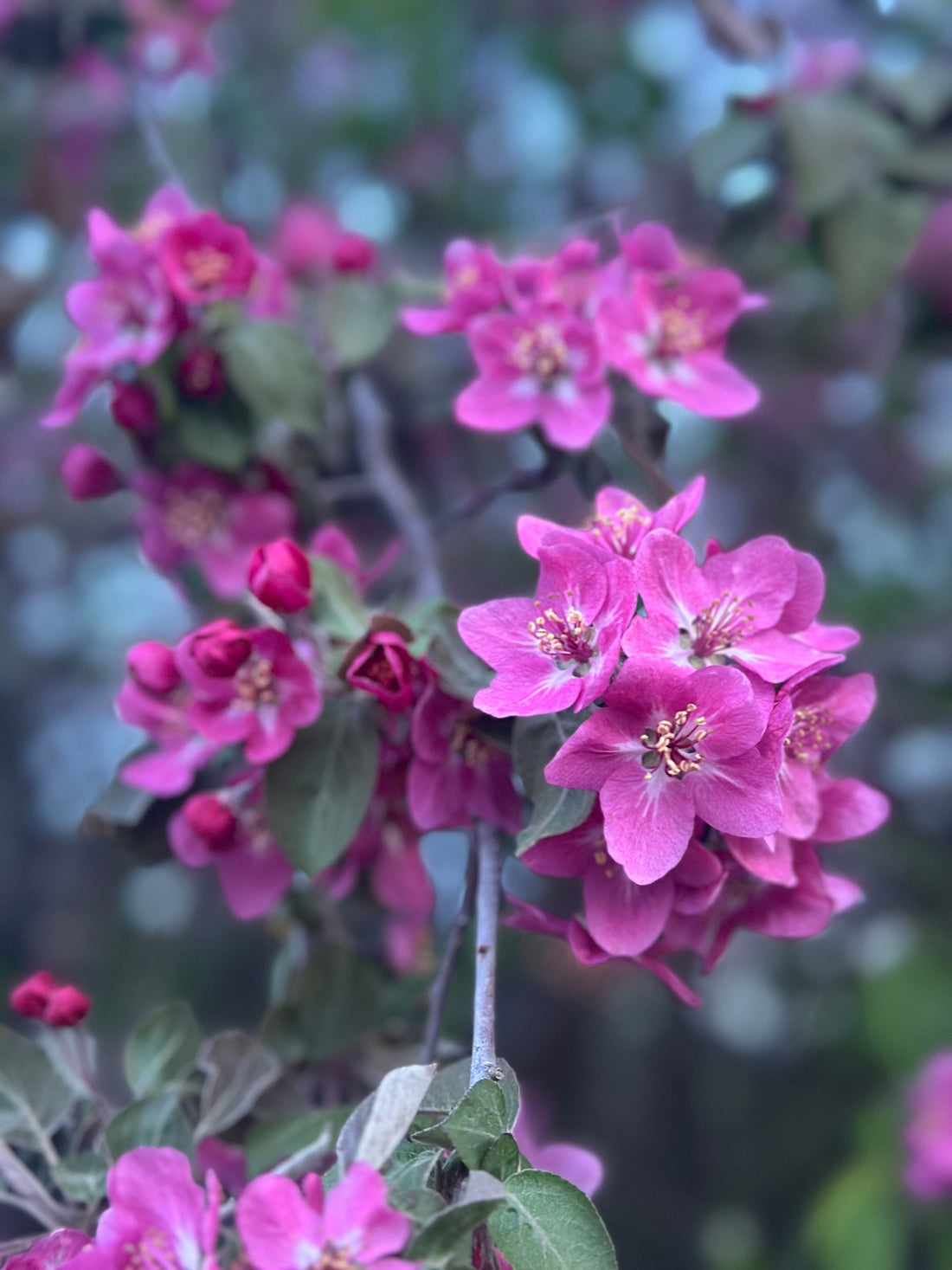 The Sacred Shift: What Every Woman Should Know About Perimenopause